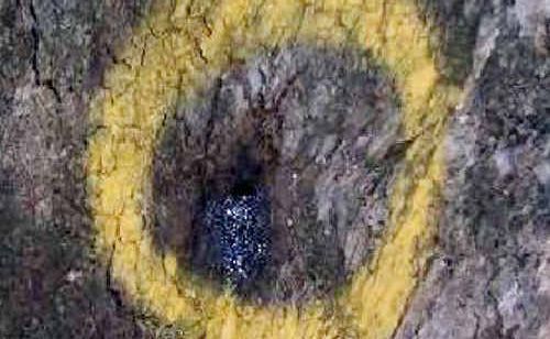 One of the drill holes in the Forest Red Gum where poison is thought to have been used. One of the drill holes in the Forest Red Gum where poison is thought to have been used.